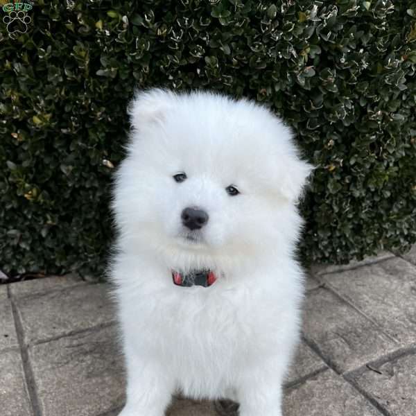 Sophie, Samoyed Puppy